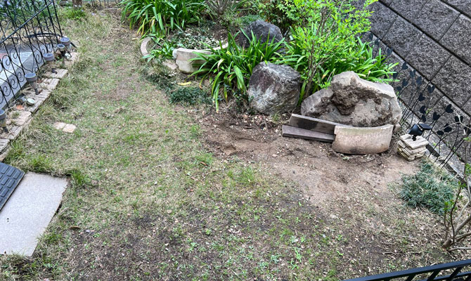 雑草だらけの庭の写真